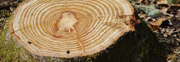 Baumstumpf mit Jahresringen